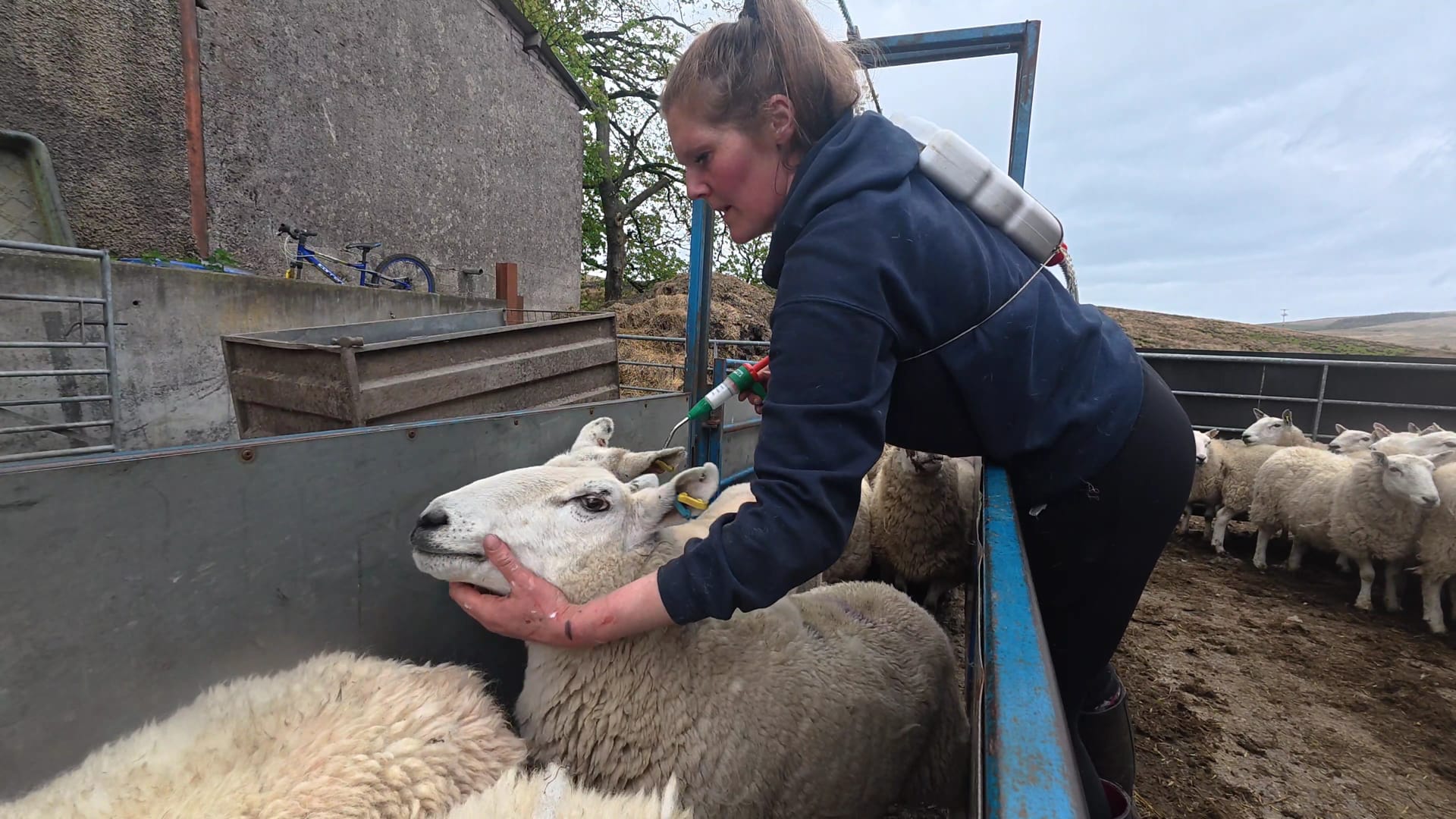 Working with sheep at Shaw Paddock