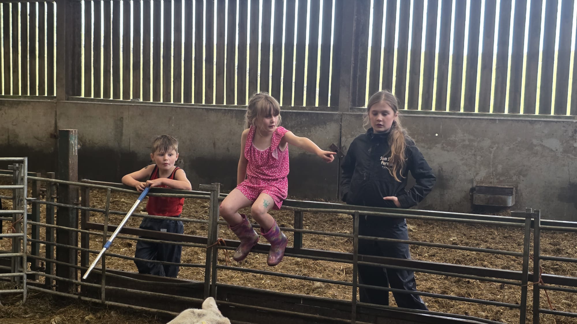 Children helping with work in the sheep shed